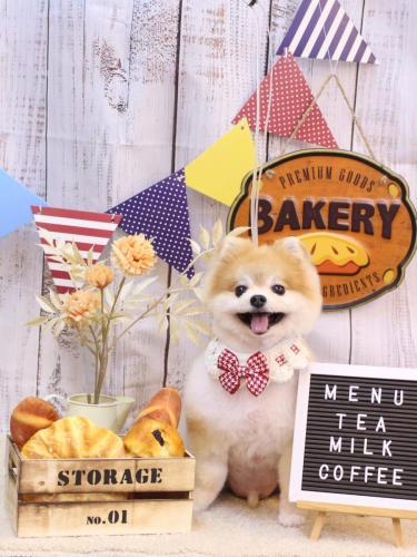 20240921モコくん